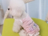 JESMARY - Exported Pet Clothing: The Smart Choice for Pet Owners