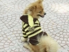 JESMARY - Export-Quality Pet Clothes – The Perfect Choice for Pet Owners